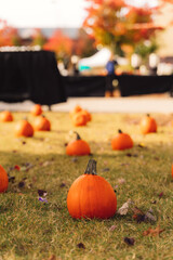 Small orange pumpkins scattered on green grass at autumn market