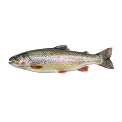 Obraz premium A vibrant rainbow trout swimming in clear water with a black background