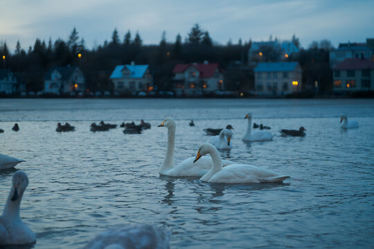 Swans swimming on Tjornin Lake with illuminated traditional houses at blue hour