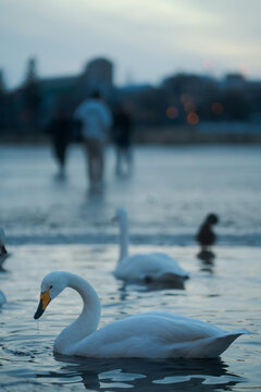Vertical shot of a swan on Lake Tjornin with people walking on ice background