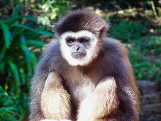 Obraz premium Young vervet monkey, South Africa