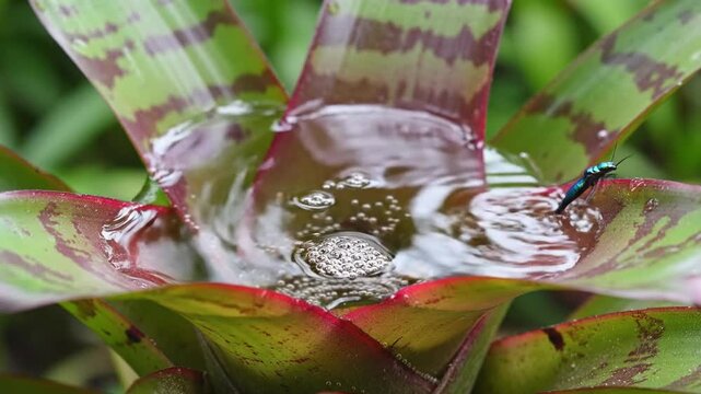 A small metallic blue insect lands on the water surface inside a striped Neoregelia bromeliad plant, creating ripples and small rising bubbles.