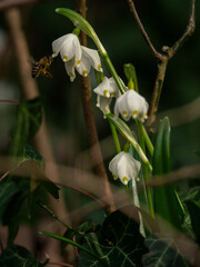 Obraz premium BEES POLLINATE THE FIRST SPRING FLOWERS