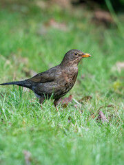 A close-up of a female blackbird