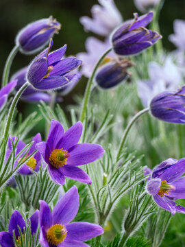 Pasque flower blooming. Purple primroses in spring.
