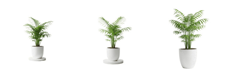 Fototapeta premium Set of Potted Indoor Palm Plants - Realistic Houseplant Greenery with Transparent Background PNG