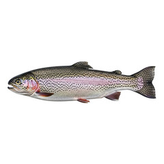 Obraz premium A vibrant rainbow trout swimming in the water with a black background