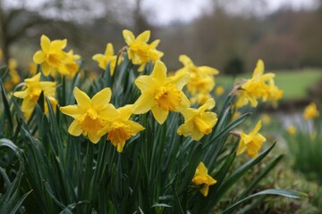 Daffodils Nodding Fresh Breeze Early Spring Morning