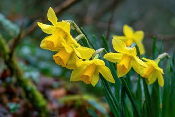 Obraz premium Daffodils Nodding in the Breeze at Early Spring