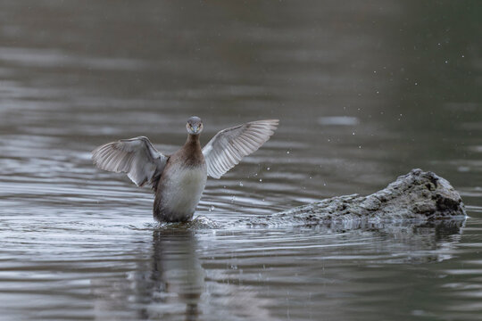Little Grebe Tachybaptus ruficollis on a lake in Alsace, France