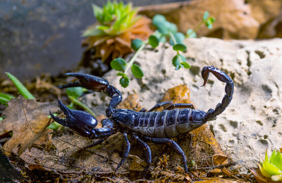 A close-up of an Asian forest scorpion, Heterometrus spinifer, hunting.
