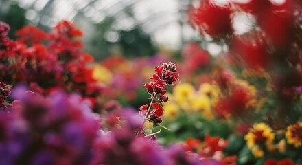 Fototapeta premium Crimson Bloom's Whisper