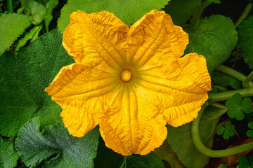Big yellow pumpkin flower in garden 
