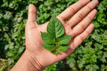Hand Displaying a Healthy Potato Leaf