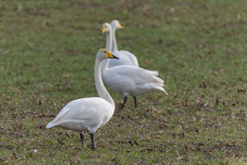 Fototapeta premium Whooper Swan Cygnus cygnus grazing in a field in Alsace, France during winter