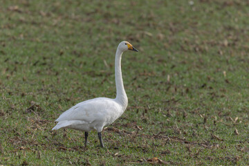 Whooper Swan Cygnus cygnus grazing in a field in Alsace, France during winter