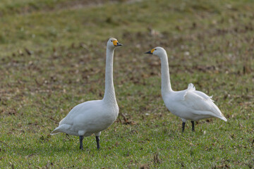 Obraz premium Whooper Swan Cygnus cygnus grazing in a field in Alsace, France during winter