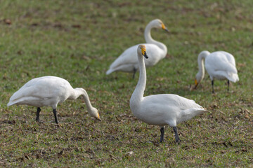 Obraz premium Whooper Swan Cygnus cygnus grazing in a field in Alsace, France during winter