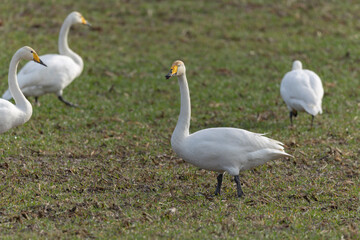 Obraz premium Whooper Swan Cygnus cygnus grazing in a field in Alsace, France during winter