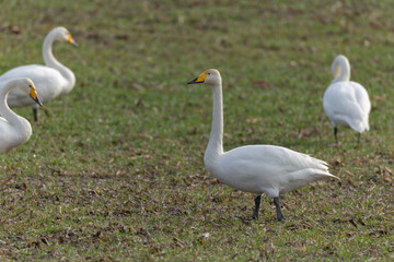 Obraz premium Whooper Swan Cygnus cygnus grazing in a field in Alsace, France during winter