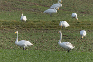 Obraz premium Whooper Swan Cygnus cygnus grazing in a field in Alsace, France during winter