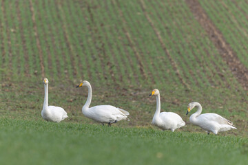 Obraz premium Whooper Swan Cygnus cygnus grazing in a field in Alsace, France during winter