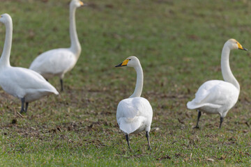 Obraz premium Whooper Swan Cygnus cygnus grazing in a field in Alsace, France during winter