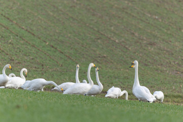 Obraz premium Whooper Swan Cygnus cygnus grazing in a field in Alsace, France during winter