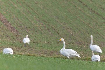 Obraz premium Whooper Swan Cygnus cygnus grazing in a field in Alsace, France during winter