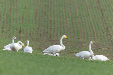 Obraz premium Whooper Swan Cygnus cygnus grazing in a field in Alsace, France during winter