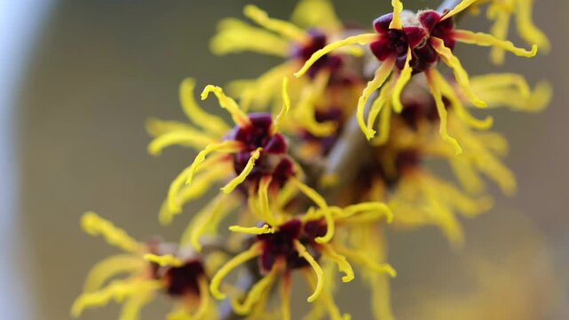 yellow flowers of witch hazel, yellow-purple thread-like flowers, flowering tree in yellow, yellow splendor on the tree, branches swaying gently in the wind, Hamamelis