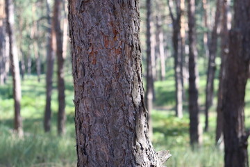Pine tree bark texture with blurred forest background, natural wood surface close up