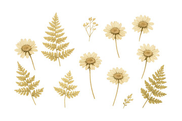 Obraz premium Dried chamomile daisies and fern leaves creating a vintage botanical herbarium collection on a transparent background