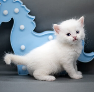 Gatito siberiano frente a juguete, gatito bebe