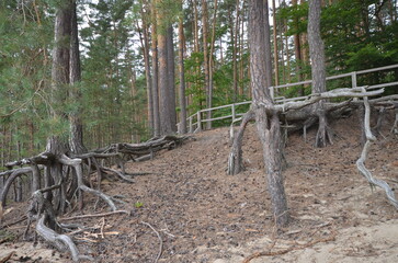 konary drzew © Jarosaw