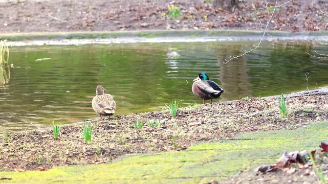 A pair of mallards on the meadow in front of an artificial pond, female and male mallards at the edge of the pond, ducks looking around, Anas platyrhynchos