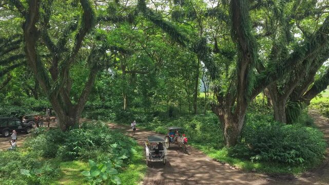 People riding horse carts in djawatan benculuk forest
