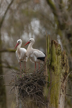 white stork Ciconia Ciconia, an iconic bird in Alsace