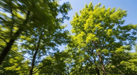 Fototapeta premium Lush green trees reach towards a vibrant blue sky, creating a dappled view