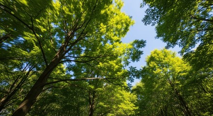 Fototapeta premium Looking upwards at vibrant green treetops reaching toward a bright blue sky