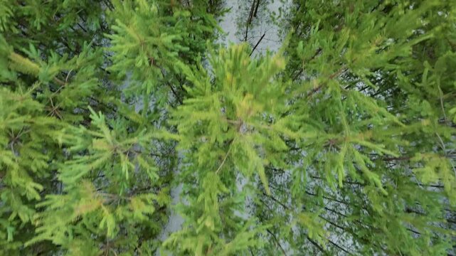 Top view of small pine trees in winter