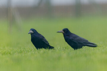 Fototapeta premium Rook Corvus frugilegus in a meadow in winter