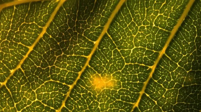 Detailed macro photograph of a vibrant green leaf showcasing intricate vein patterns and a small, yellowish discoloration up close