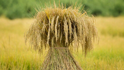 Fototapeta premium Bundle of Harvested Rice in Golden Paddy Field – Organic Farming and Agriculture Concept