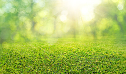 natural grass field background with blurred bokeh and trees in park