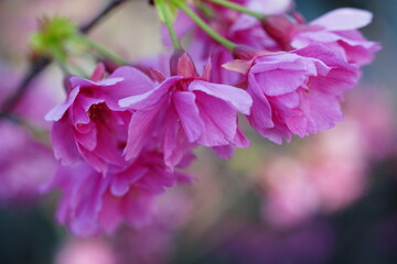 Vibrant pink cherry blossoms.