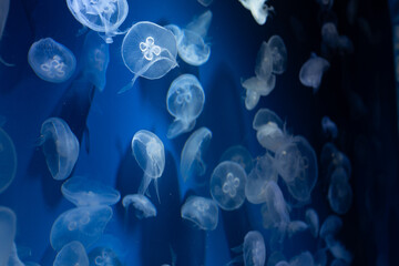Obraz premium Moon Jellyfish Floating in Blue Aquarium Water 青い海を漂うミズクラゲ