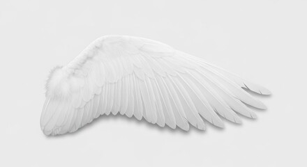Isolated image of a single white bird wing, feathers detailed on a plain background