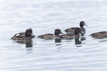 Tufted Duck Aythya fuligula swimming on or flying over the Rhine, Alsace, Eastern France