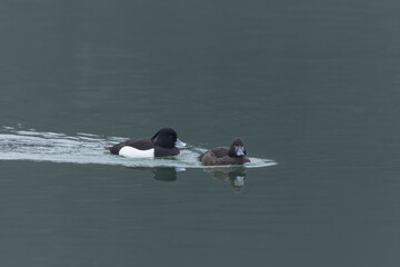 Tufted Duck Aythya fuligula swimming on or flying over the Rhine, Alsace, Eastern France